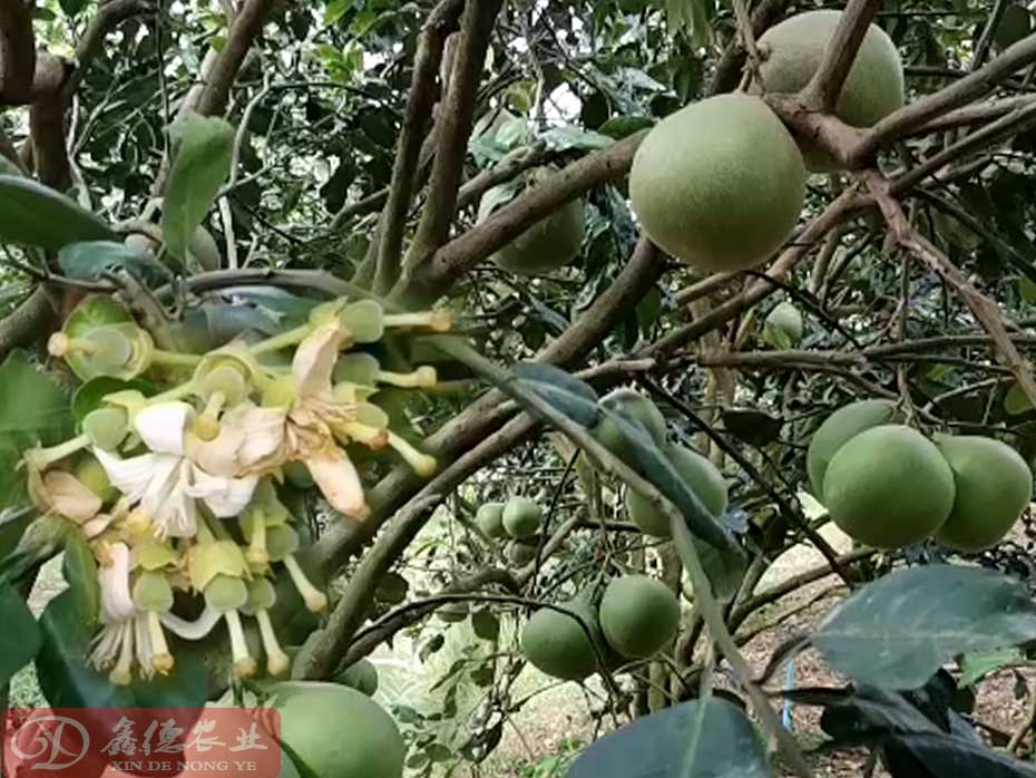 广东泰国红宝石青柚苗_广东泰国红宝石青柚苗批发价格