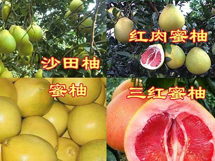沙田柚和蜜柚有什么区别_广西柚子种植基地_广西柚子批发供应商