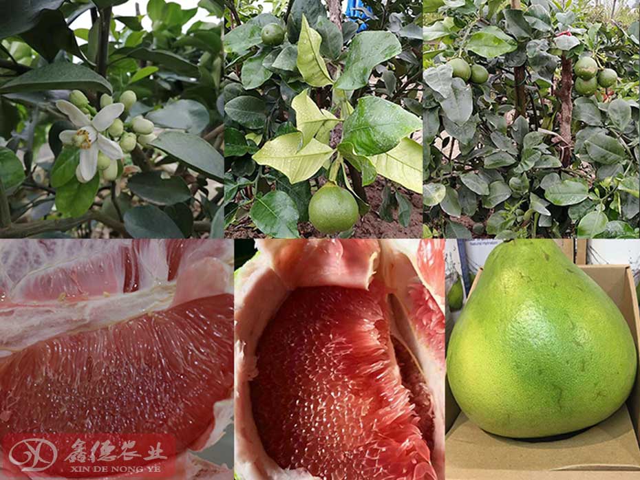 泰国红宝石青柚日常施肥灌溉与排水管理_泰国红宝石青柚种植技术