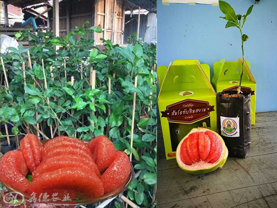 泰国红宝石青柚气候条件要求_泰国红宝石青柚哪些地方都可以种植