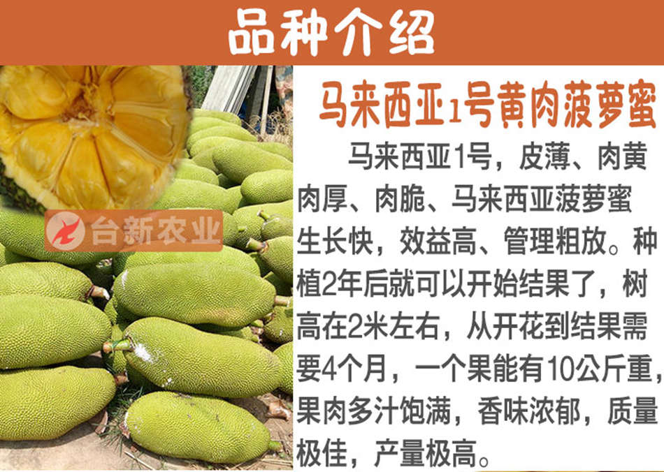 菠萝蜜树苗_木菠萝苗_马来西亚1号黄肉菠萝蜜苗_优质菠萝蜜树苗供应商