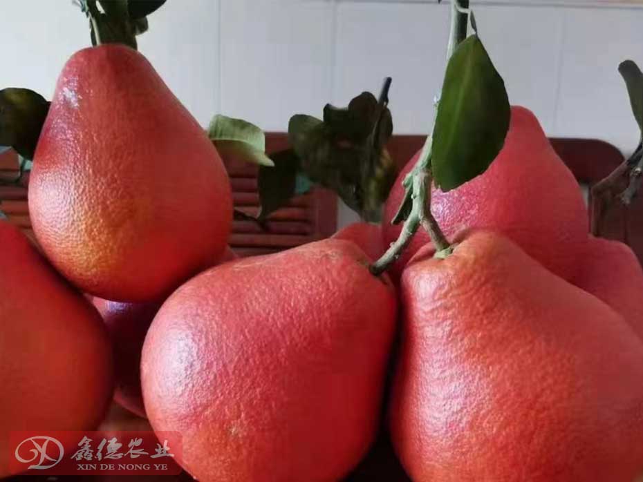 泰国暹罗红香柚介绍_泰国三红柚暹罗红柚种植基地_泰国三红柚苗供应商