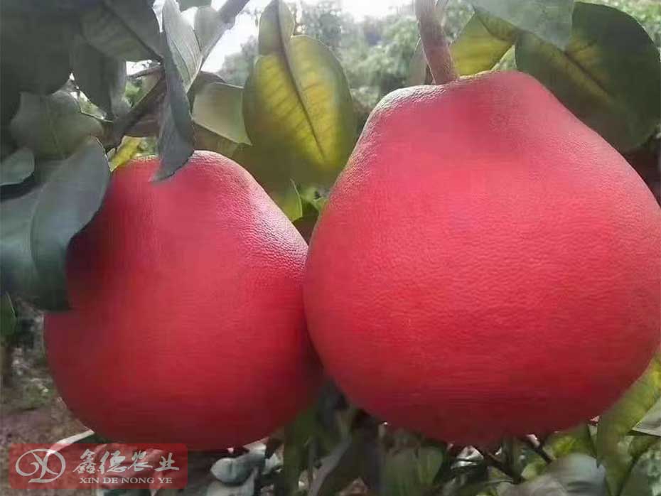 泰国暹罗红香柚