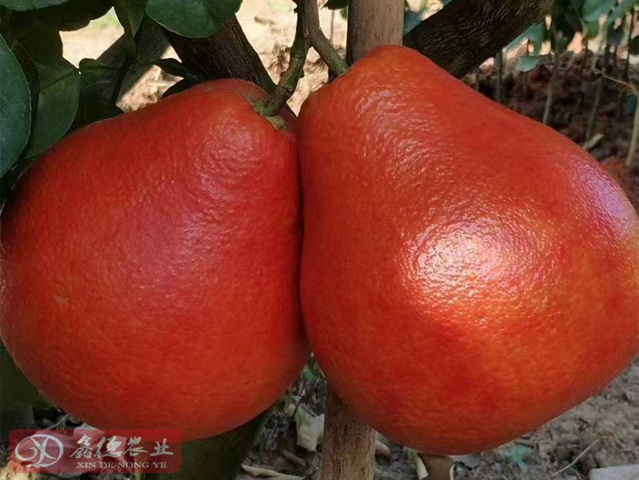暹罗红柚