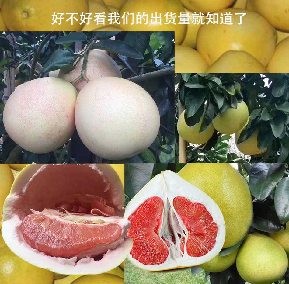 广西三红蜜柚批发价格多少钱一斤_优质三红蜜柚批发供应商