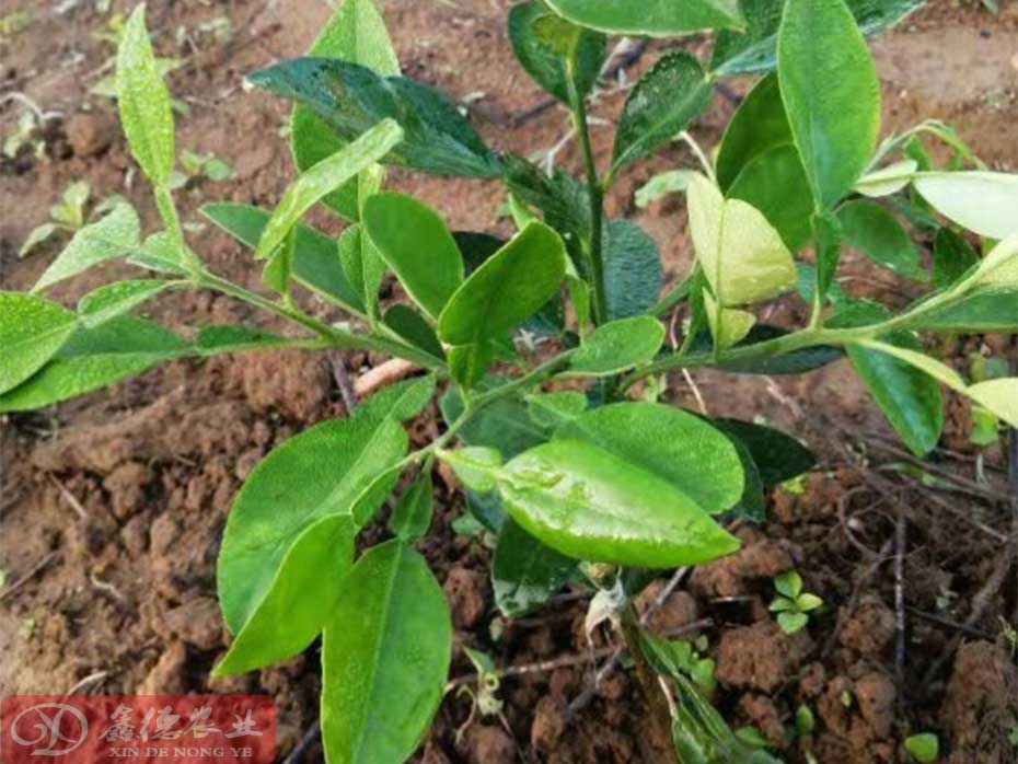 广西有哪些地方可以种植泰国青柚_种植泰国红宝石青柚苗土壤要求