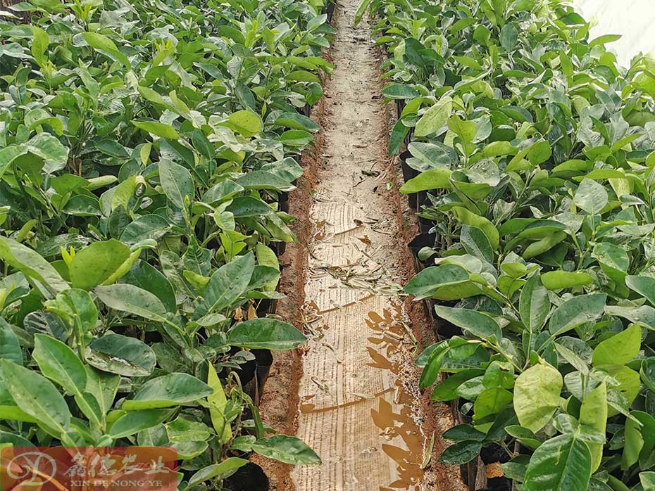 泰国红宝石柚子种植气候条件要求_泰国红宝石青柚苗栽植技术