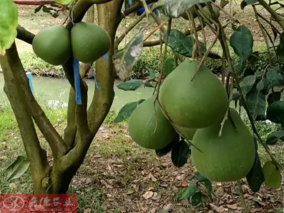 泰国红宝石蜜柚种植条件_新品泰国四季红宝石青柚苗种植基地