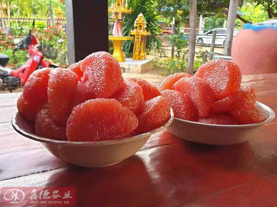 广西泰国红宝石柚苗