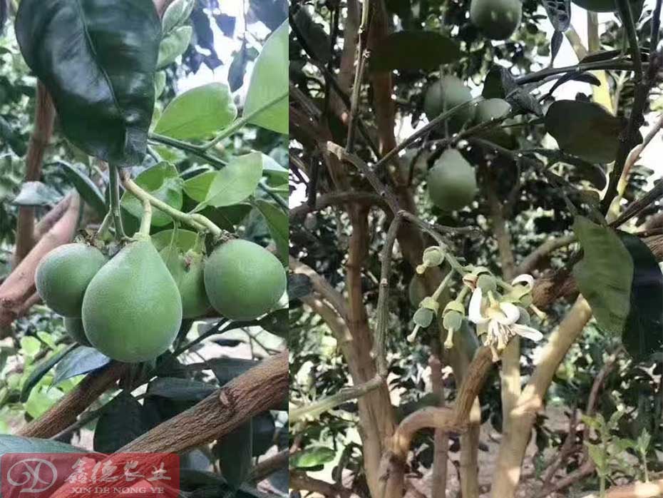 泰国红宝石青柚江苏气候可以种植吗？