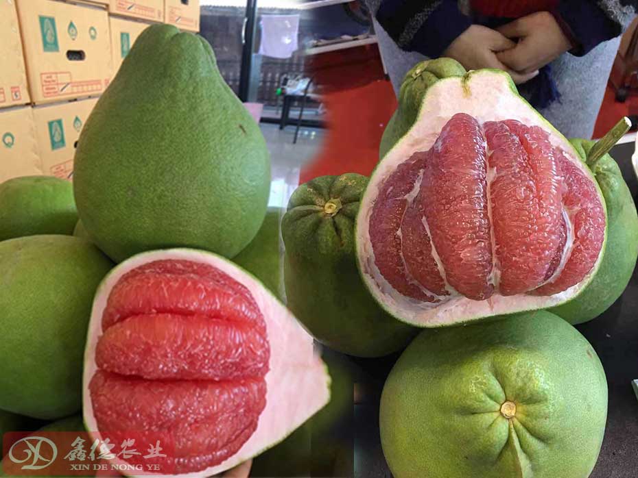 泰国红宝石青柚云南气候可以种植吗？