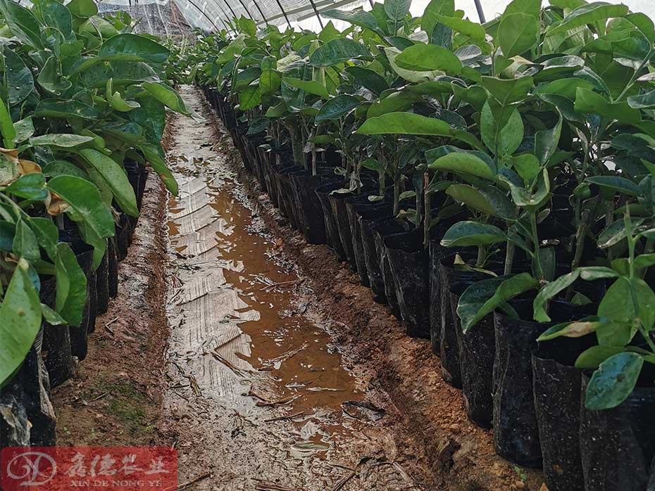 广西哪里有供应泰国红宝石青柚苗品种纯正_优质种苗供应商