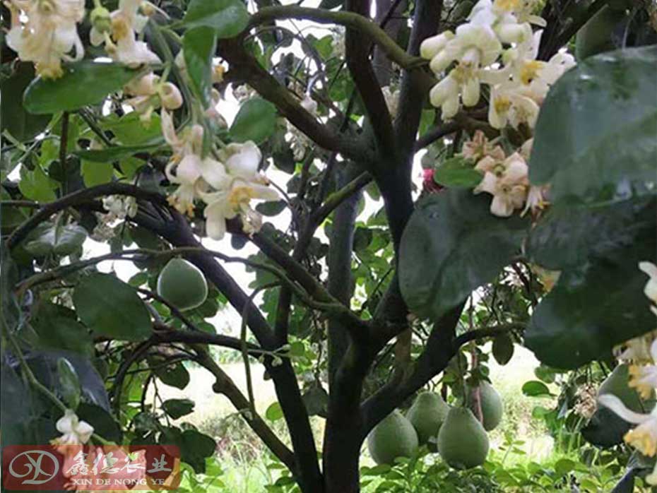 泰国红宝石青柚四川气候可以种植吗？