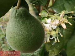 泰国红宝石青柚日常施肥灌溉与排水管理_泰国红宝石青柚种植技术