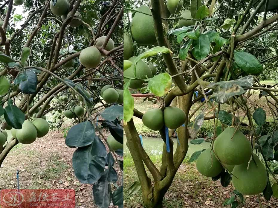 泰国红宝石青柚苗培育基地