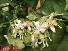 泰国红宝石青柚幼树怎么样施肥管理_泰国红宝石青柚种植技术