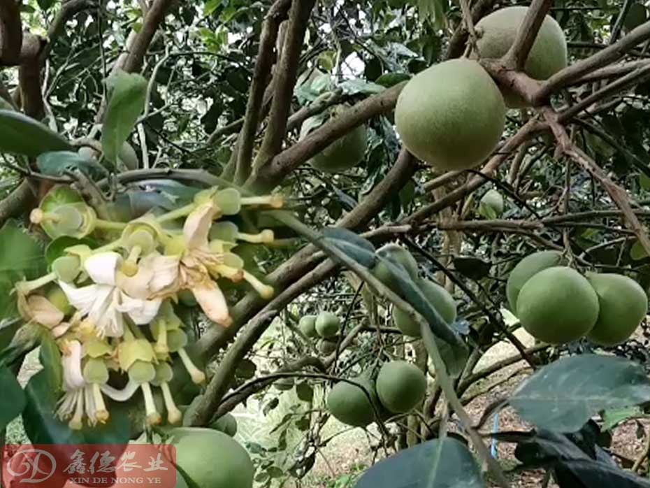 泰国红宝石青柚树