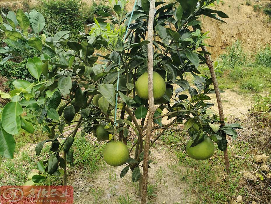 泰国红宝石青柚种植后施肥_灌溉与排水日常管理_泰国红宝石青柚种植技术