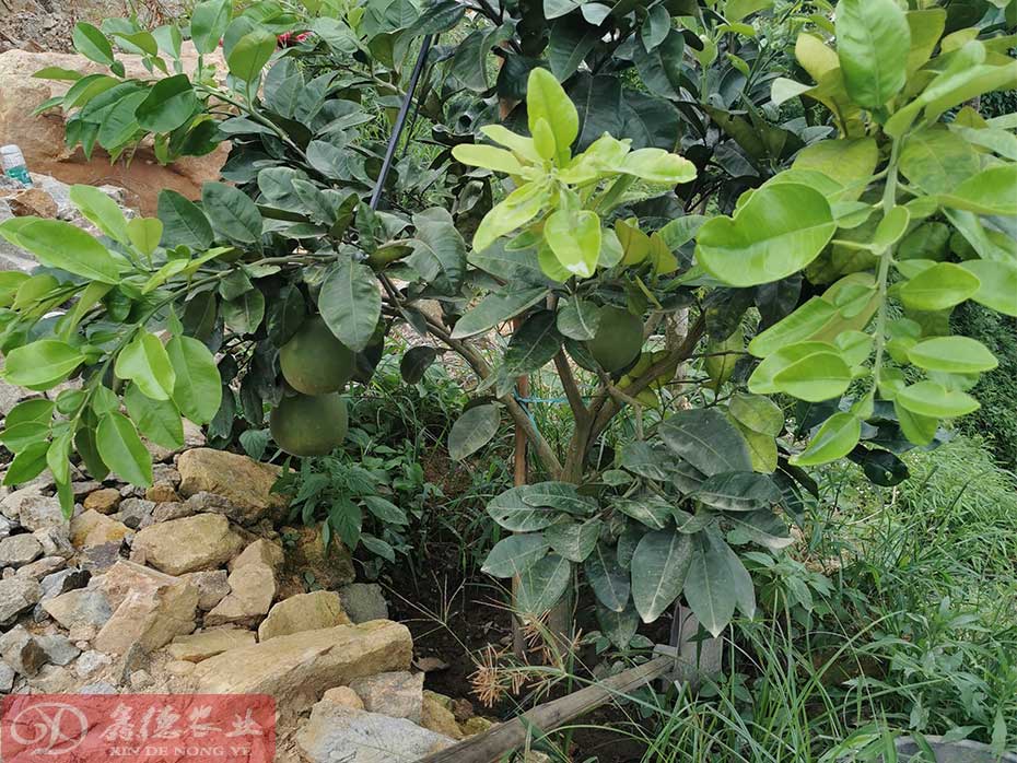 泰国红宝石青柚主要的病虫害防治_泰国红宝石青柚种植技术