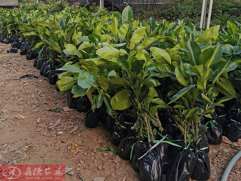 泰国红宝石青柚苗培育基地
