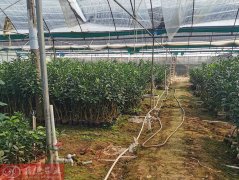广西泰国红宝石青柚育苗基地