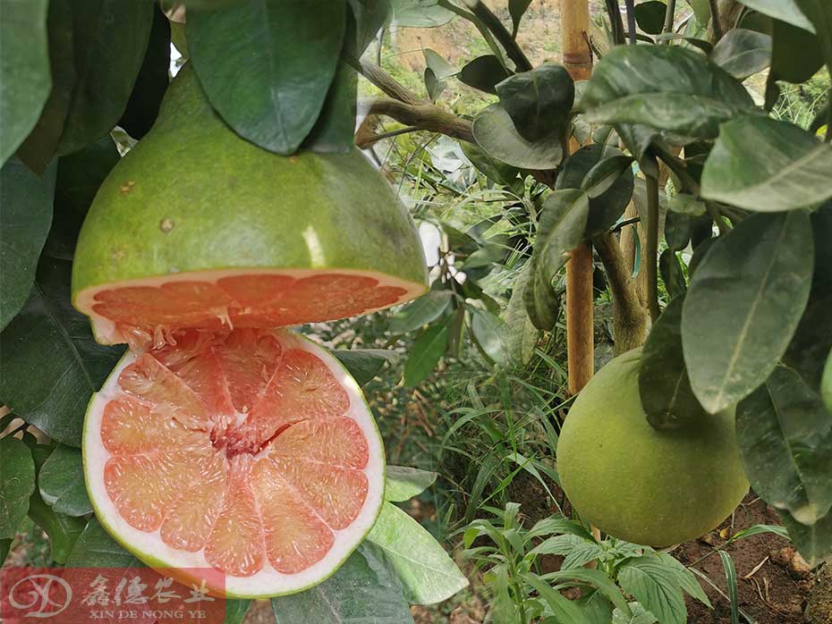 种植泰国红宝石青柚的优势_现在种柚子就选泰国红宝石青柚