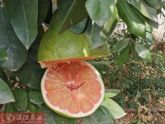 泰国红宝石青柚潜叶蛾的防治方法_泰国红宝石青柚种植技术