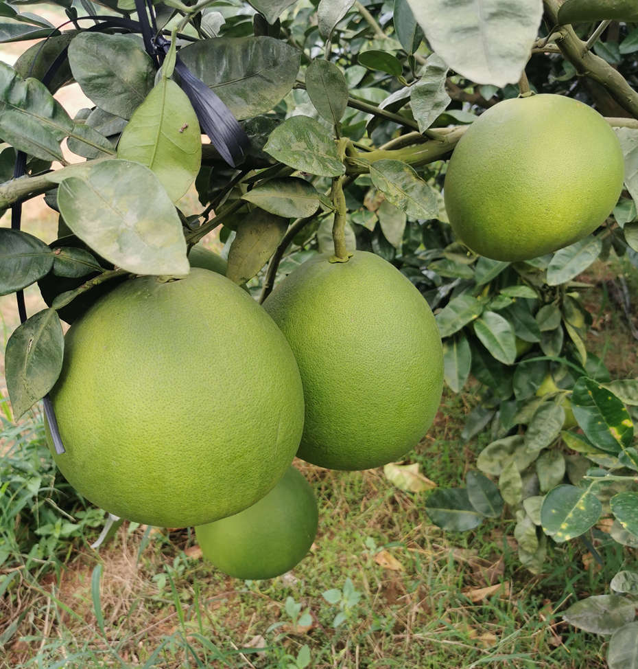 玉林北流红宝石柚子种植基地_广西泰国暹罗红宝石柚苗供应商
