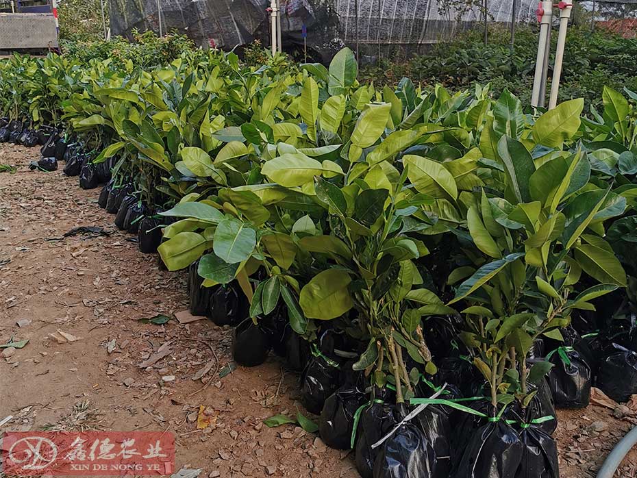 泰国红宝石青柚种植基地