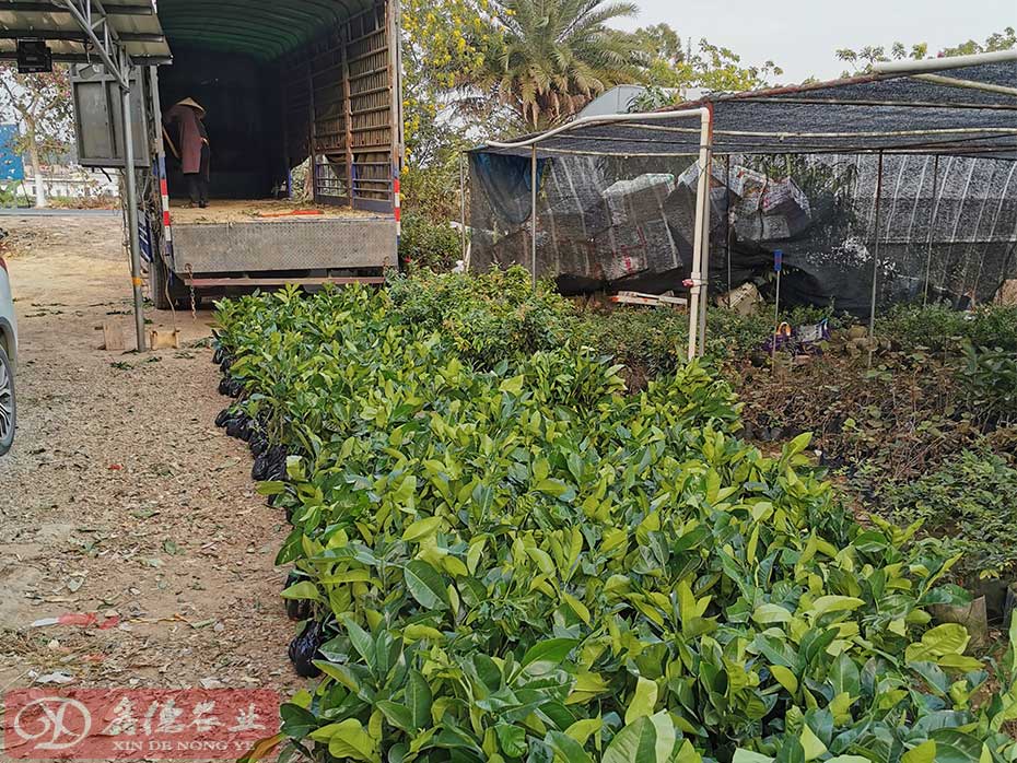 泰国红宝石青柚育苗基地