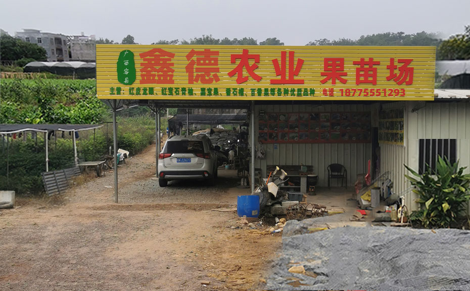 广西容县鑫德农业有限公司-泰国暹罗红宝石青柚种植基地