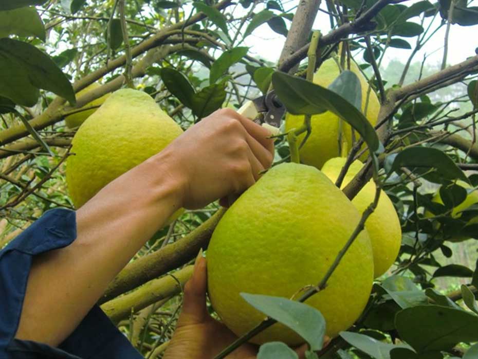 沙田柚种植基地