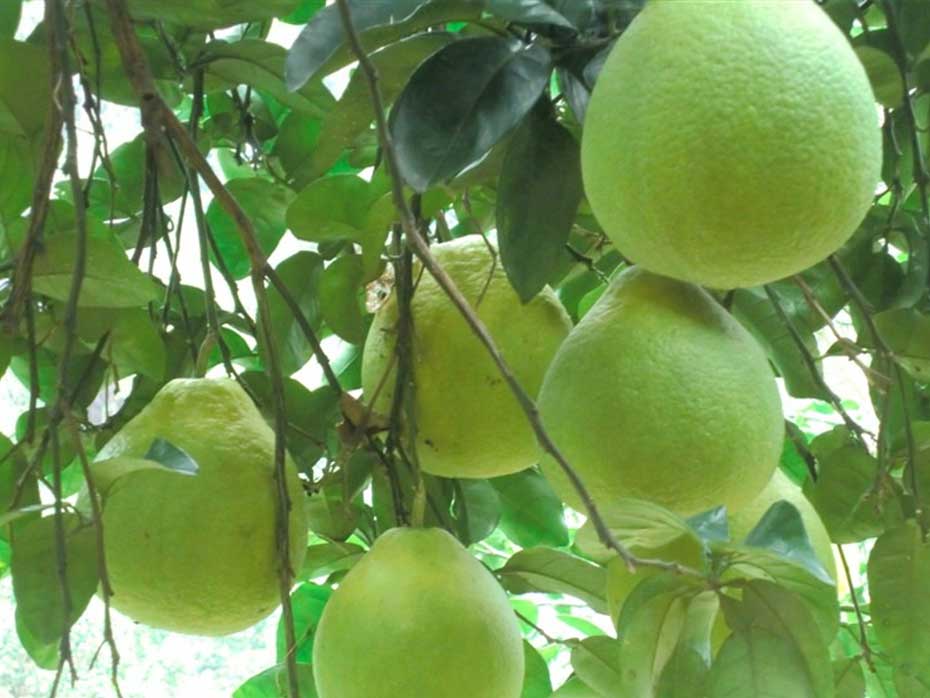 柚子,沙田柚优质丰产栽培管理技术