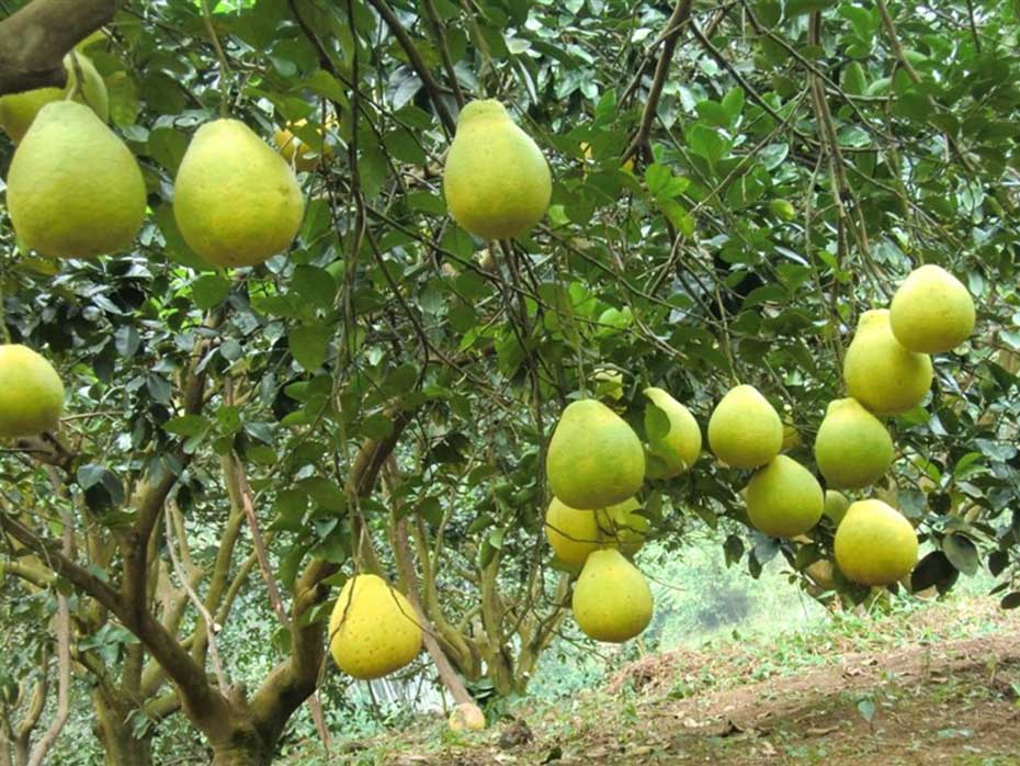 沙田柚种植技术,柚子的科学施肥