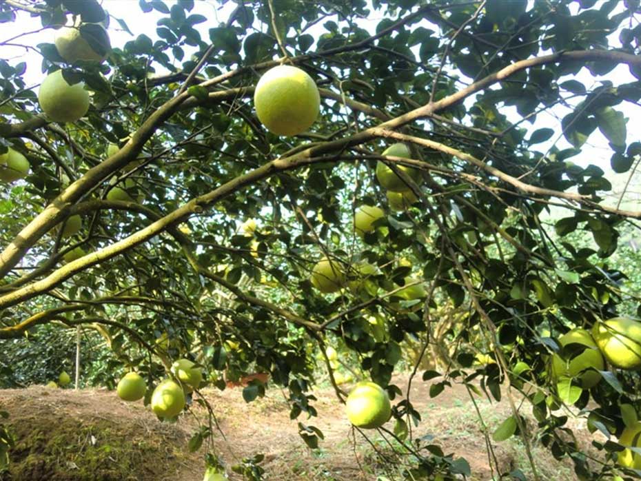 沙田柚的栽植和土壤耕作介绍_柚子种植_沙田柚科学种植技术