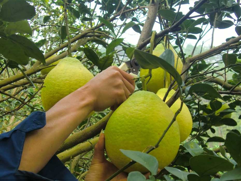 柚子种植技术,沙田柚树的整形修剪