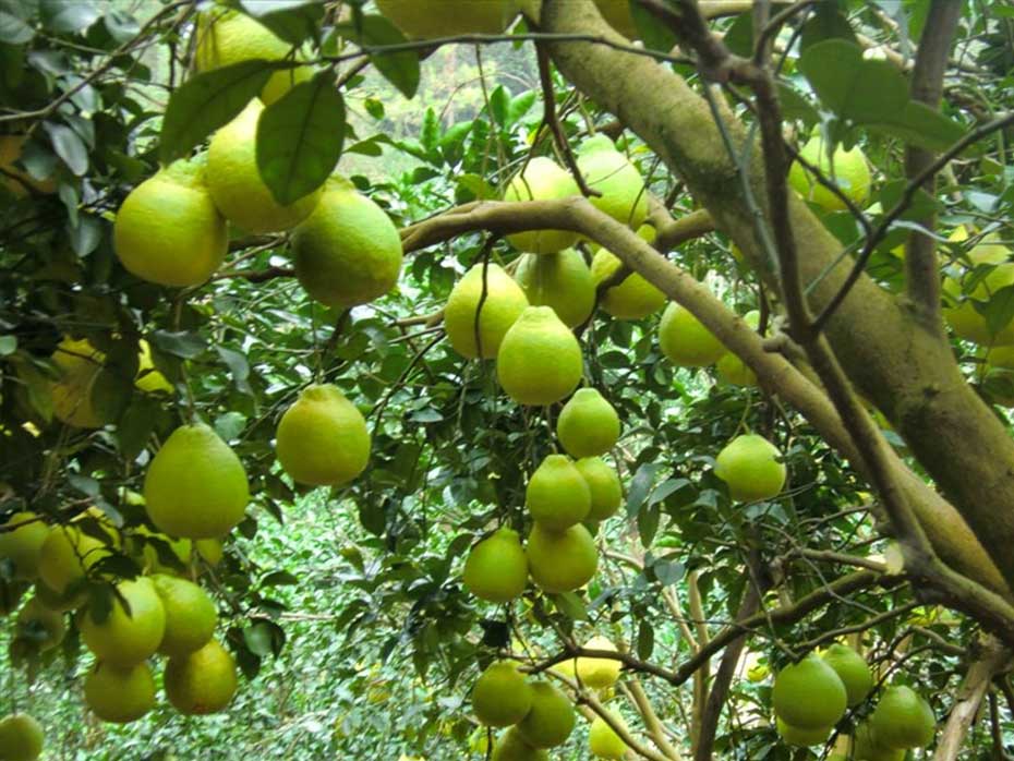沙田柚种植技术,柚树丰产、稳产的整形修剪原则