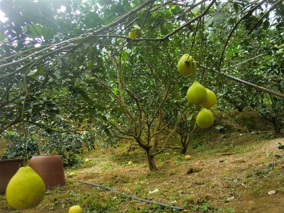 柚子树种植后施肥_灌溉与排水日常管理_沙田柚栽培技术
