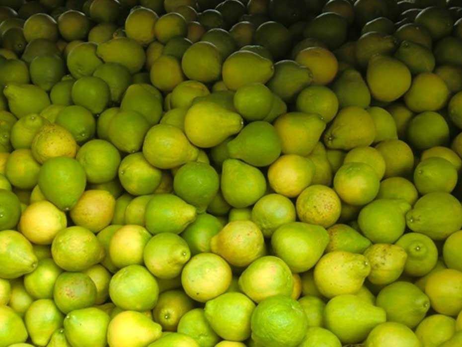 今年的柚子批发价格_柚子价格行情走势柚子价格查询_今日柚子批发多少钱一斤