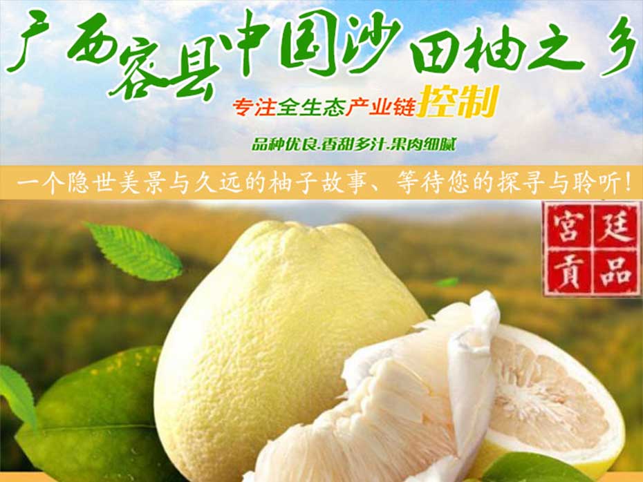 哪个产地的沙田柚最好吃_容县沙田柚种植基地_广西沙田柚供应商