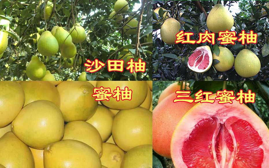 沙田柚和蜜柚的区别